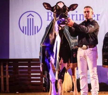 La vaca Gran Campeona Llinde Ariel Jordan gana también el International Dairy Show de Cremona